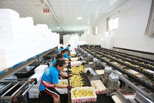 走进大荔农业原产地 探秘农产品加工全流程